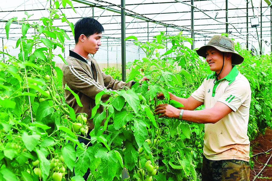 Phát triển nông nghiệp trồng trọt tại Gia Lai: Thành tựu, thách thức và định hướng phát triển bền vững